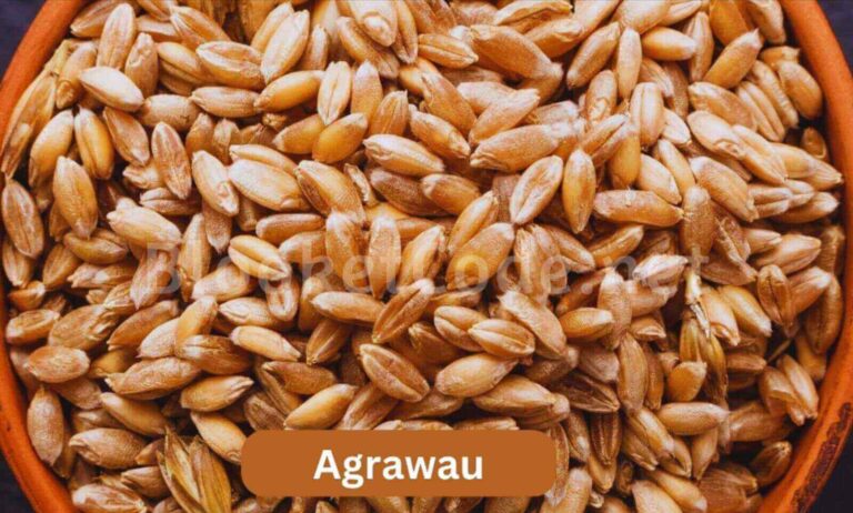 Agrawau: A Cultural Legacy and Sustainable Future